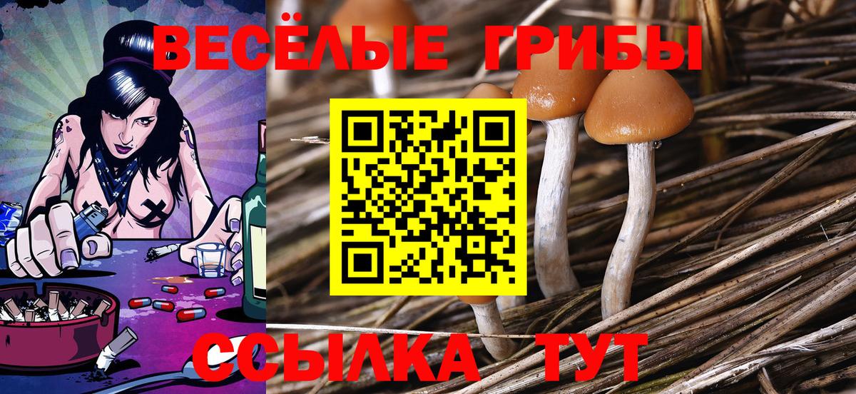 Каменск-Шахтинский  купить закладку  Вход с VPN  Галлюциногенные грибы Psilocybe 